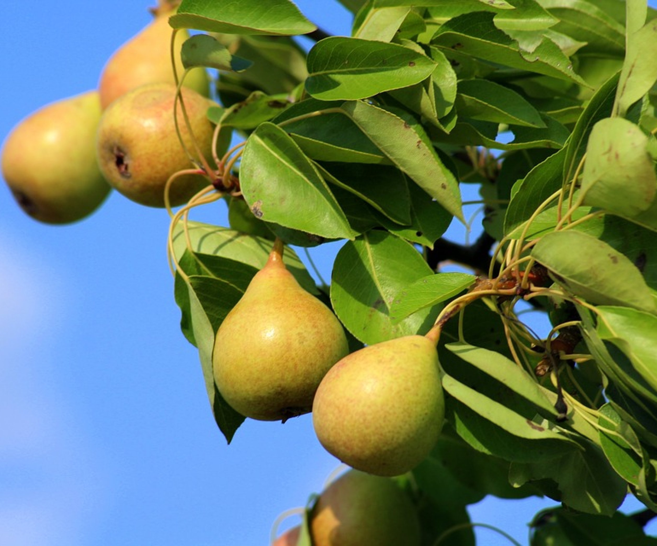 Чем подкормить яблони и груши в августе — подкормки для летних, осенних изимних сортов - Телеграф